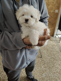 Maltese