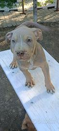 Pitbull