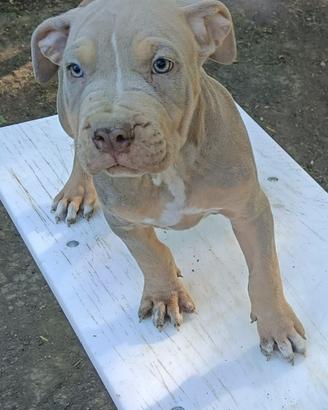 Pitbull