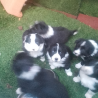 Cuccioli border collie