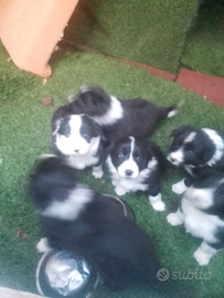 Cuccioli border collie