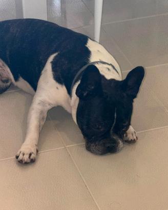 Buldog francese