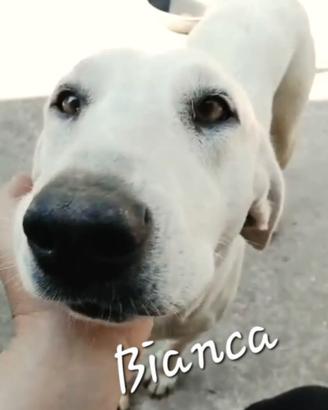 Bianca