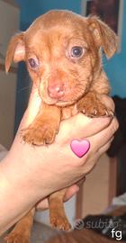 Cuccioli pincher