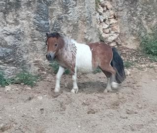 Pony mini horses