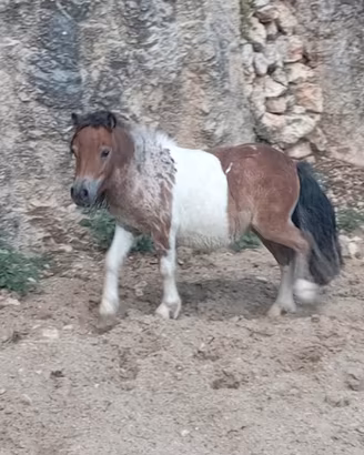 Pony mini horses