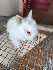 Coniglietti ariete nano e testa di leone nano