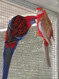 Pappagalli Rosella di Pennant