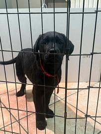 Labrador cucciolo