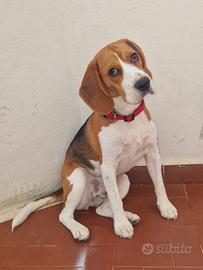 Beagle