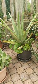 PIANTA ALOE VERA