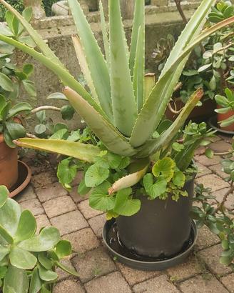 PIANTA ALOE VERA