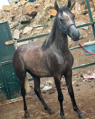 Cavalla