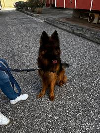 Axel