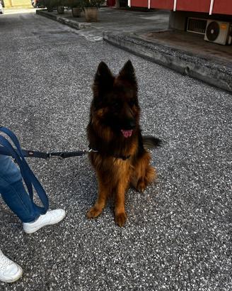Axel