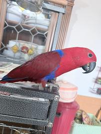 Ecletto