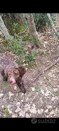 Lagotto romagnolo
