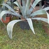 Agave americana grandi dimensioni