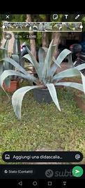 Agave americana grandi dimensioni