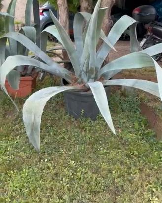 Agave americana grandi dimensioni