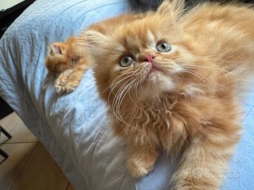 Gattini rossi red persiani cuccioli