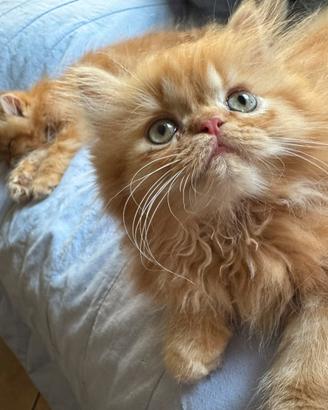 Gattini rossi red persiani cuccioli