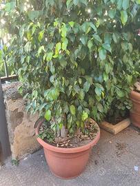 pianta di ficus Benjamina sana e bellissim adatta