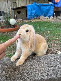 Cuccioli di Coniglio Ariete Nano