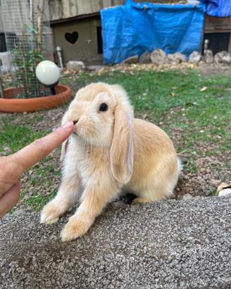 Cuccioli di Coniglio Ariete Nano