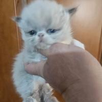 Gatto persiano seal point bicolor