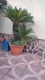 pianta cycas