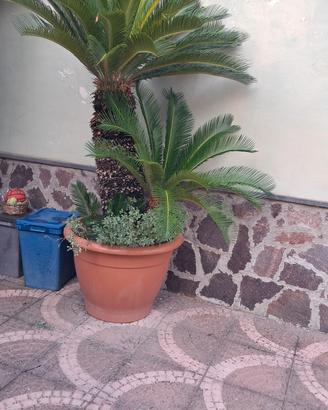 pianta cycas
