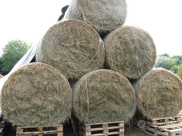 Fieno in rotoballe