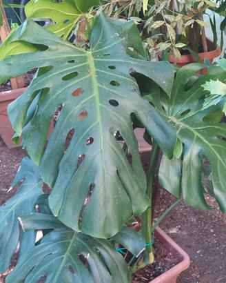piante da interno 