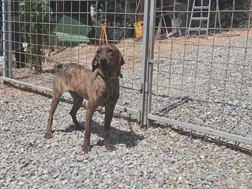 Segugio maremmano cuccioloni