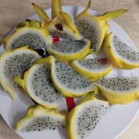 pitaya piante radicate 