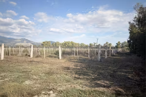TERRENO AGRICOLO DI 4,8 ETTARI LATINA, ZONA CASAL