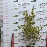 Pianta mirtus/mirto variegata