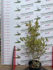 Pianta mirtus/mirto variegata