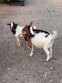 Capre tibetane