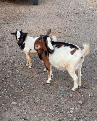 Capre tibetane