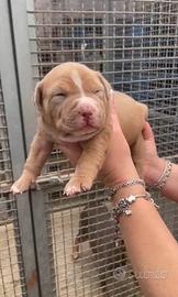 American pitbull terrier