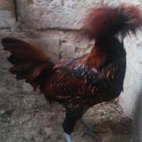 Gallo padovana ciuffata