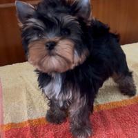 Yorkshire terrier femmina un pronta consegna
