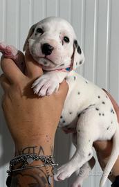 Cucciolino Dalmata