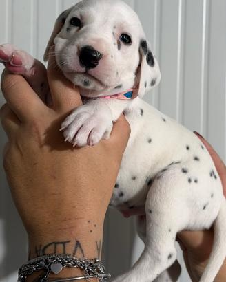 Cucciolino Dalmata