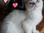 Immagine 4