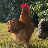 Gallo Cocincina