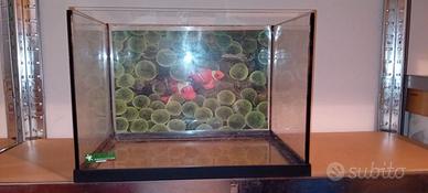 Acquario e accessori