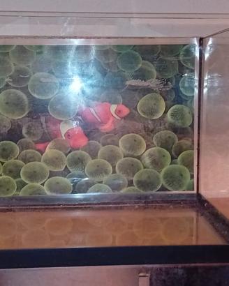 Acquario e accessori